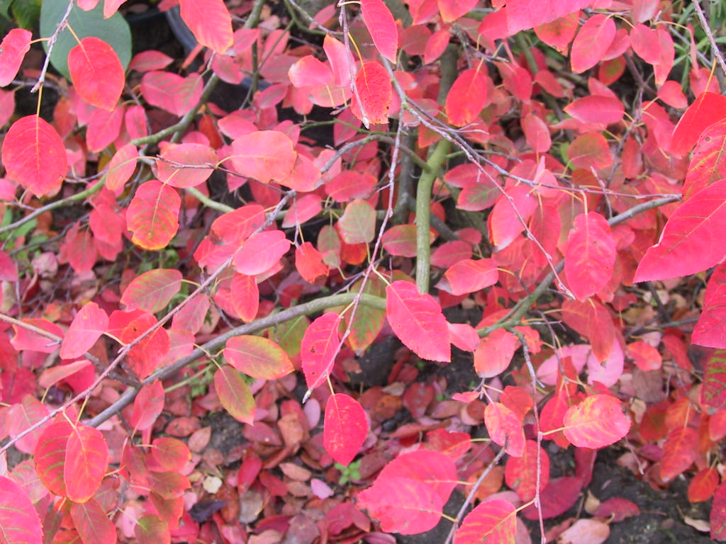 Amelanchier laevis - Faerbung.jpg